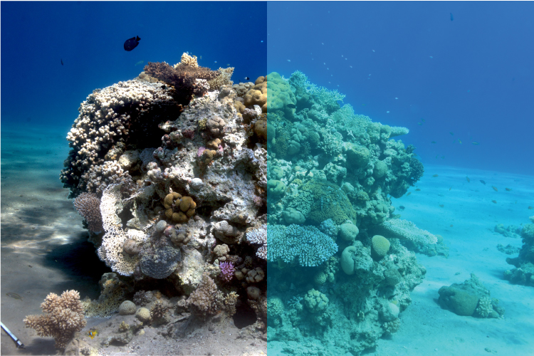 Sea-thru technology image