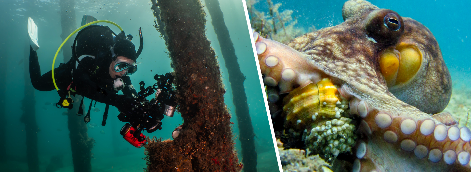 Underwater Neighbors