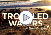 Troubled Waters: A Turtle's Tale