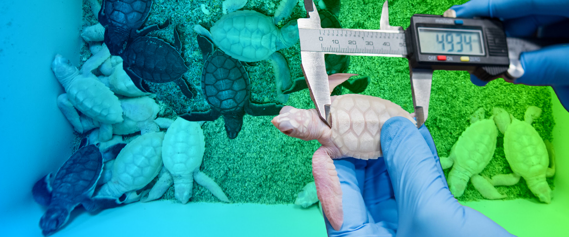 An UnEgg-Spected Surprise