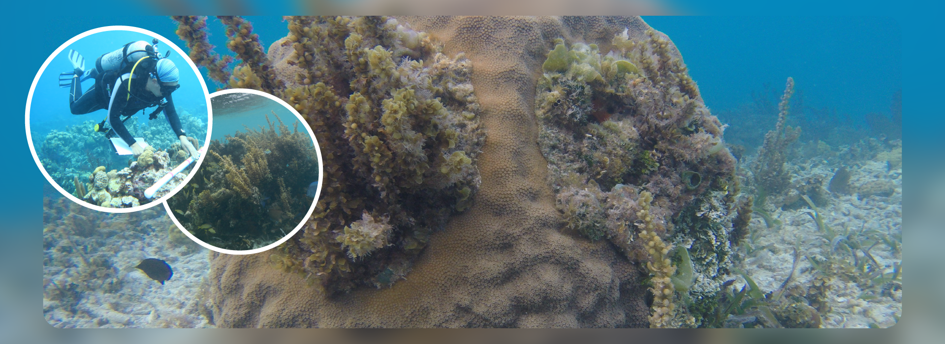 Different Reef, Same Problem