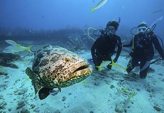 two divers in the ocean with a giant grouper