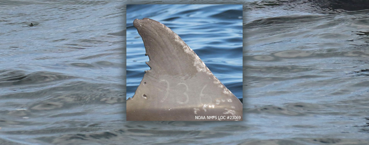 Dolphin of the Month: Meet Jack-o'-Lantern