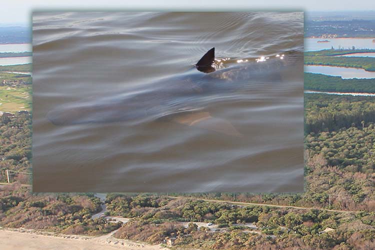 Harmful Algal Toxins Found in Bull Sharks in the Indian River Lagoon