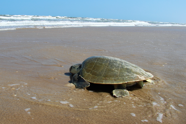 Uncovering the Tumor Disease in Endangered Sea Turtle Species