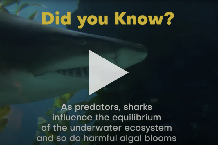 Let's Talk About Toxic Blooms' Bite on Bull Sharks