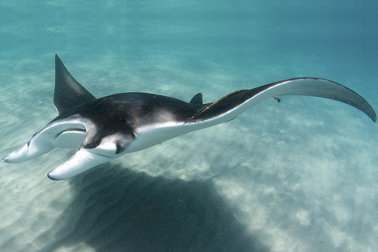 World Manta Day is Sept. 17
