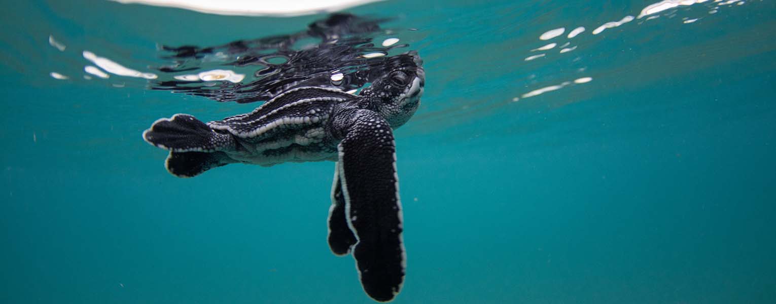 Trouble Seeing the Sea