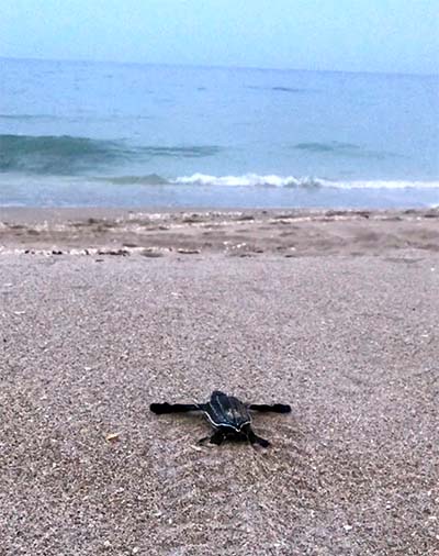 A hatchling leatherback makes its way from the shore to the ocean.