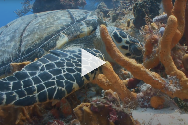 West Palm Beach Sea Turtle Segment