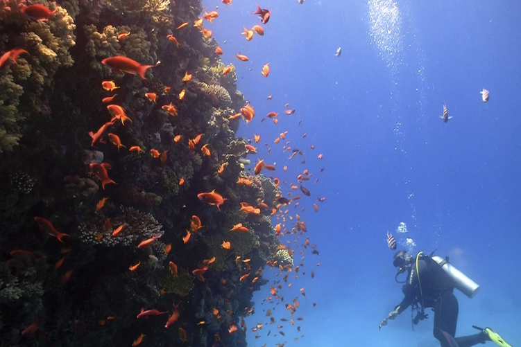 Can We Save the World's Coral Reefs?