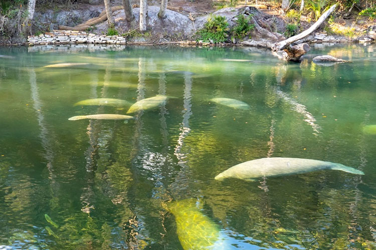 AI Counts Manatee Clusters