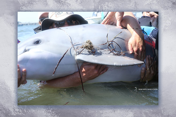 Dolphin Rescue in Stuart