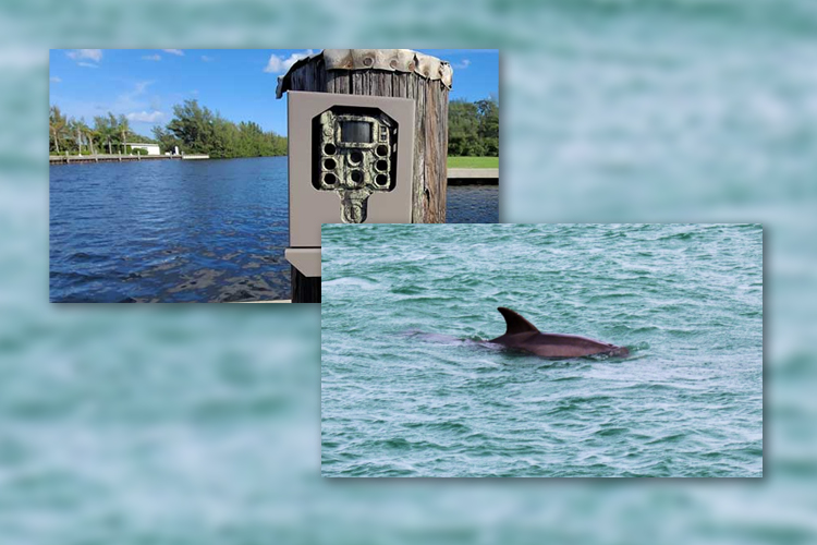 Dolphin Spotting Stations