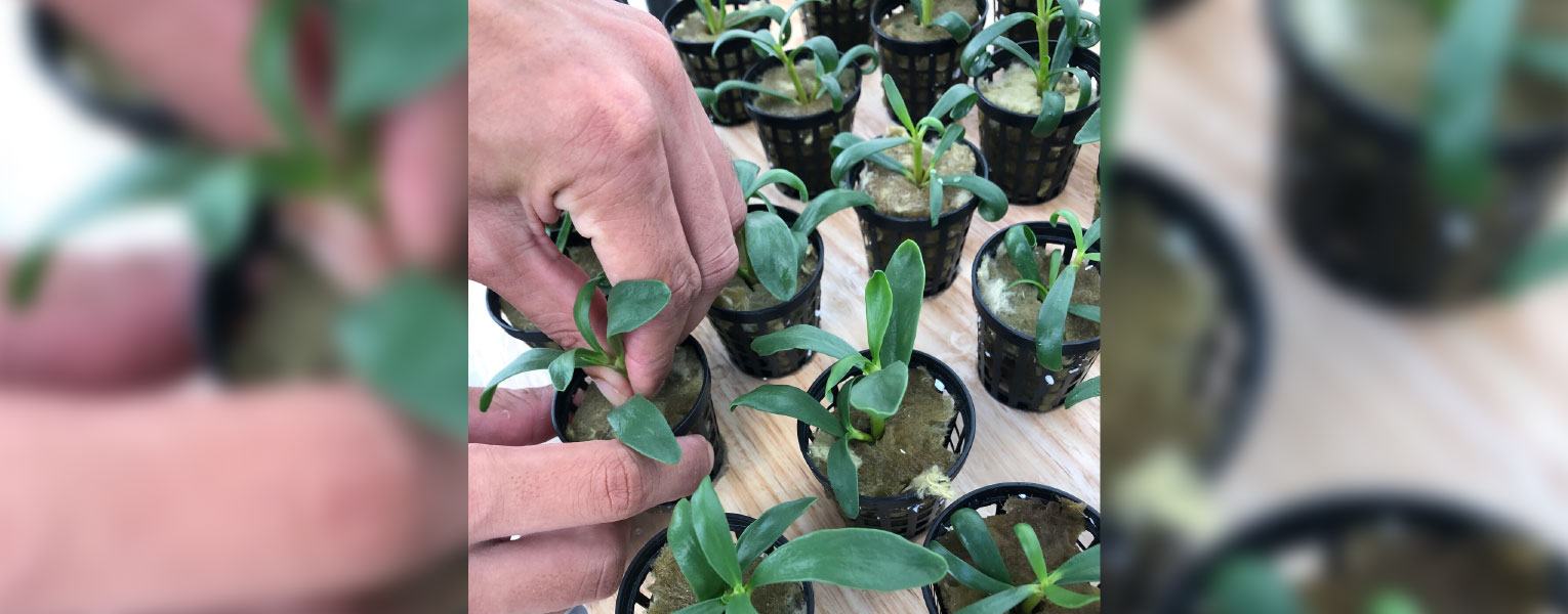 Science in Seconds: Farming Sea Vegetables