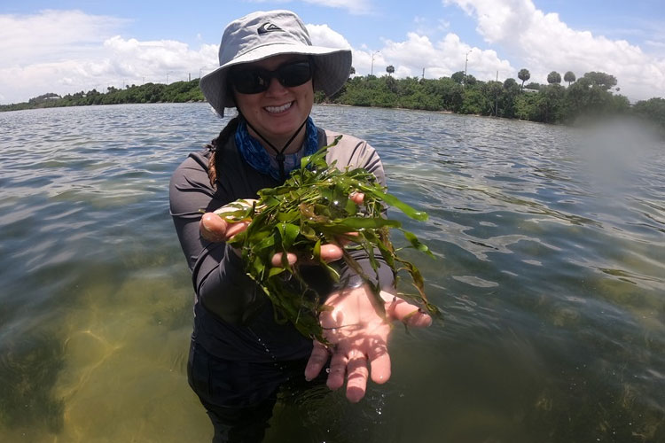 Green Microalga in the Indian River Lagoon