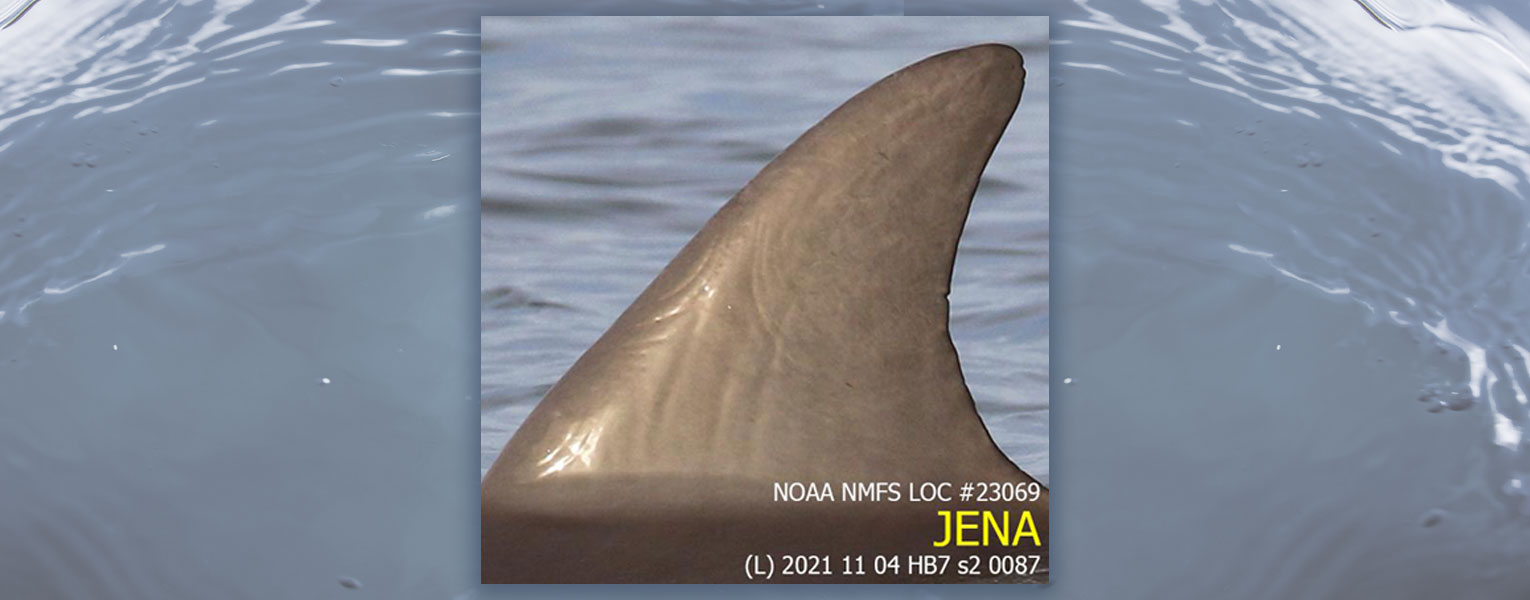 National Dolphin Day - Jena