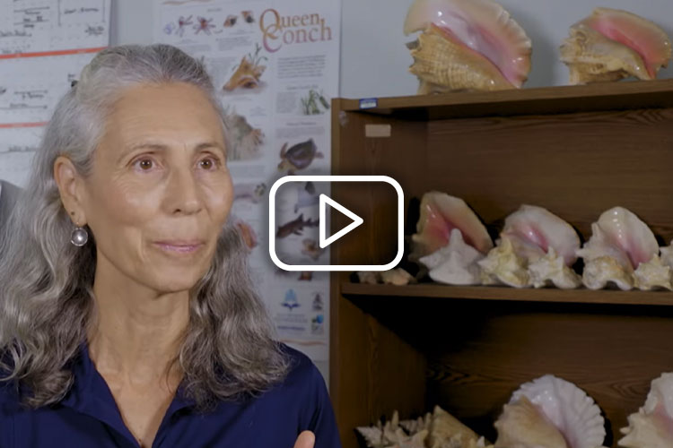 Restoring the Queen Conch