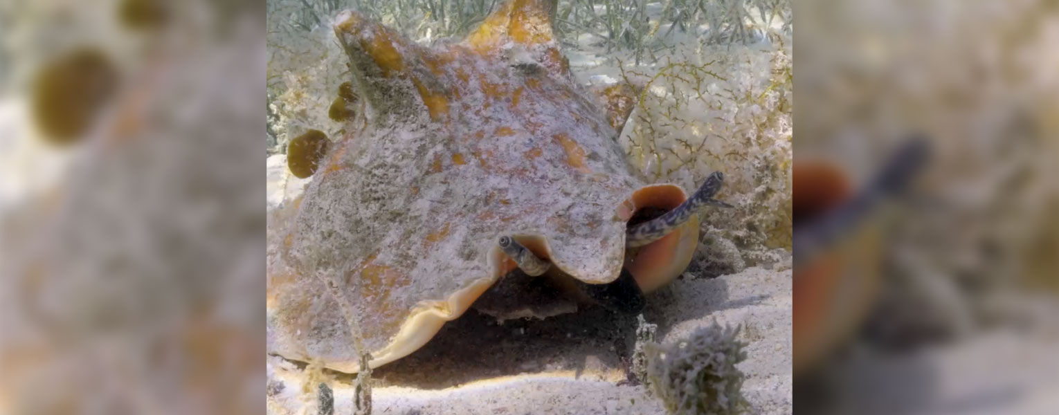 Science in Seconds: Meet Megan Davis, Ph.D.