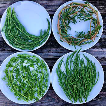 Sea Vegetables by Megan Davis, 2022 AoS Winner