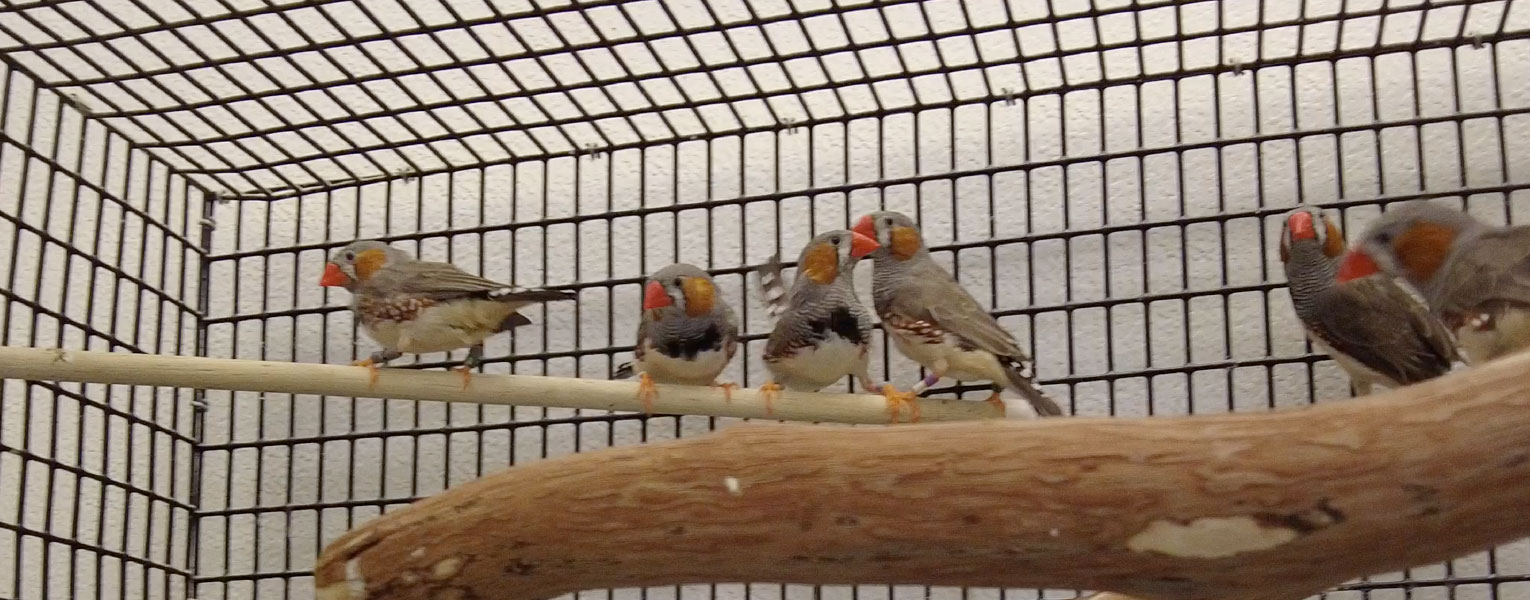 Science in Seconds: Meet Rindy Anderson, Ph.D.