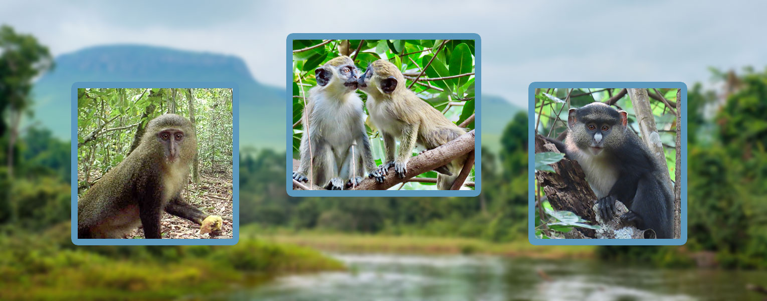 Monkeys are her Business