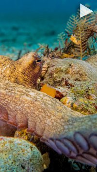 watch video about Deep Dive with OctoGirl