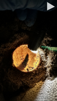 watch video about Sea Turtle Beginning