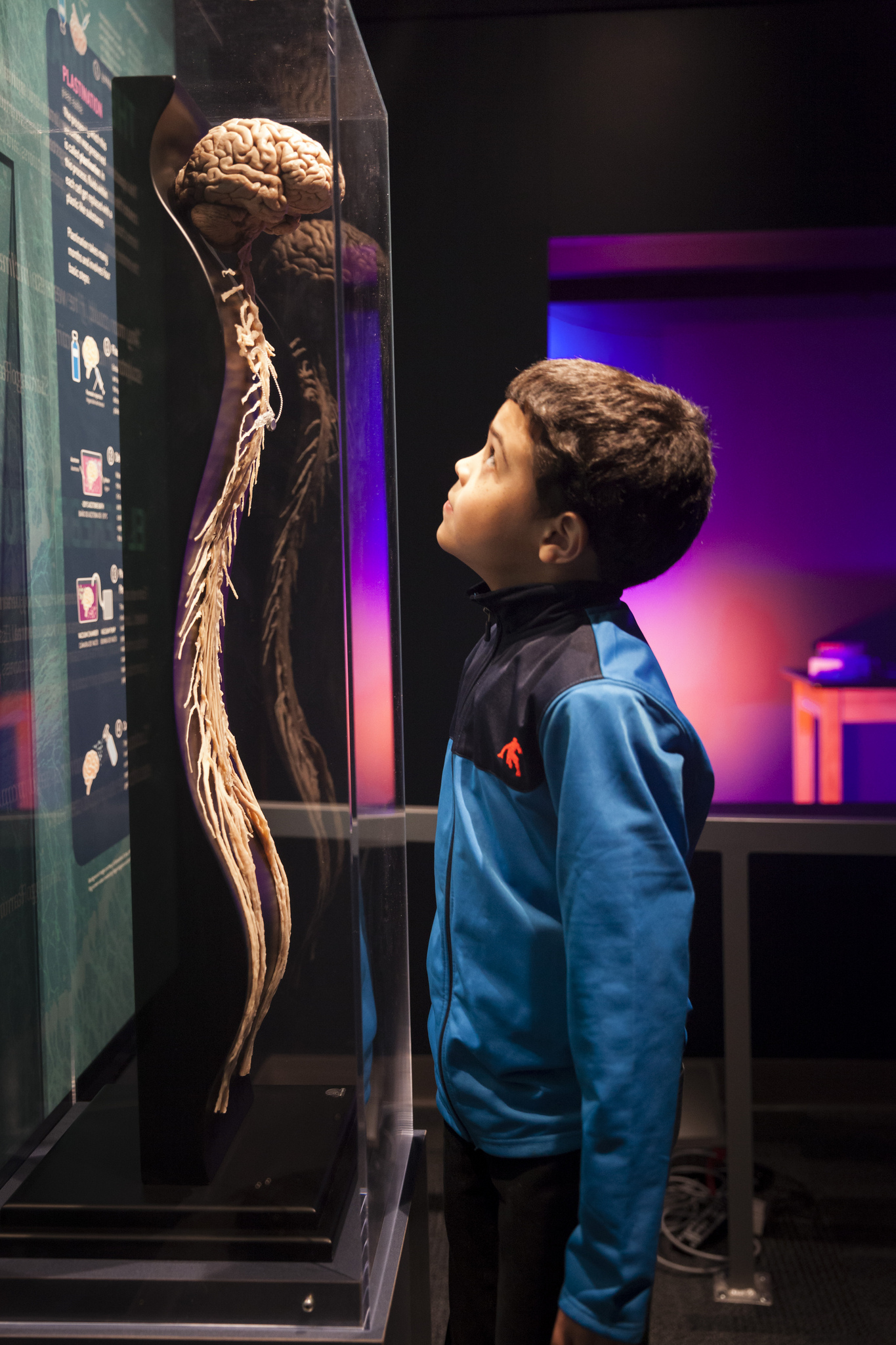 A kid looking at a brain