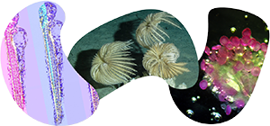 Art of Science button