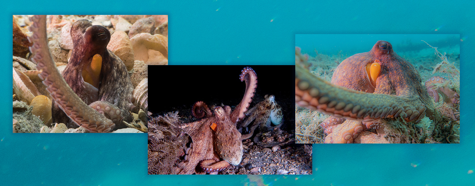 collage of octopus images