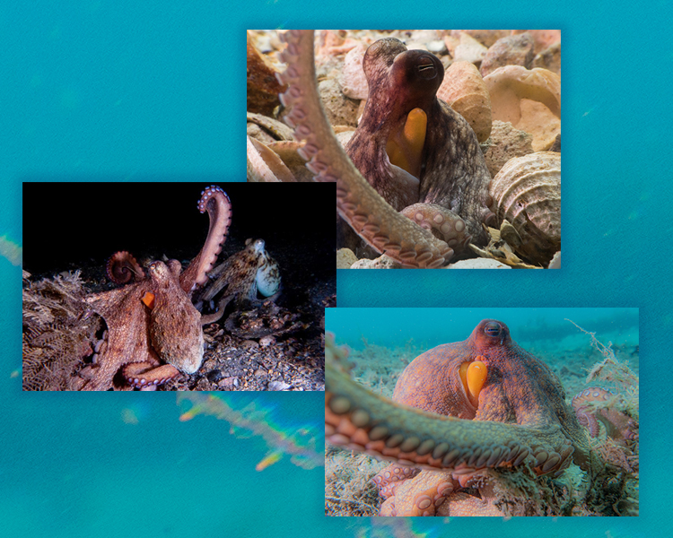 collage of octopus images
