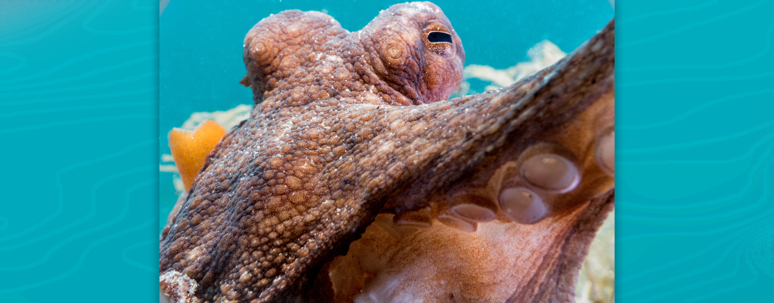 Deep Dive with ‘OctoGirl’