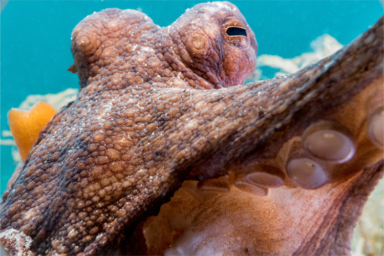 Deep Dive with ‘OctoGirl’