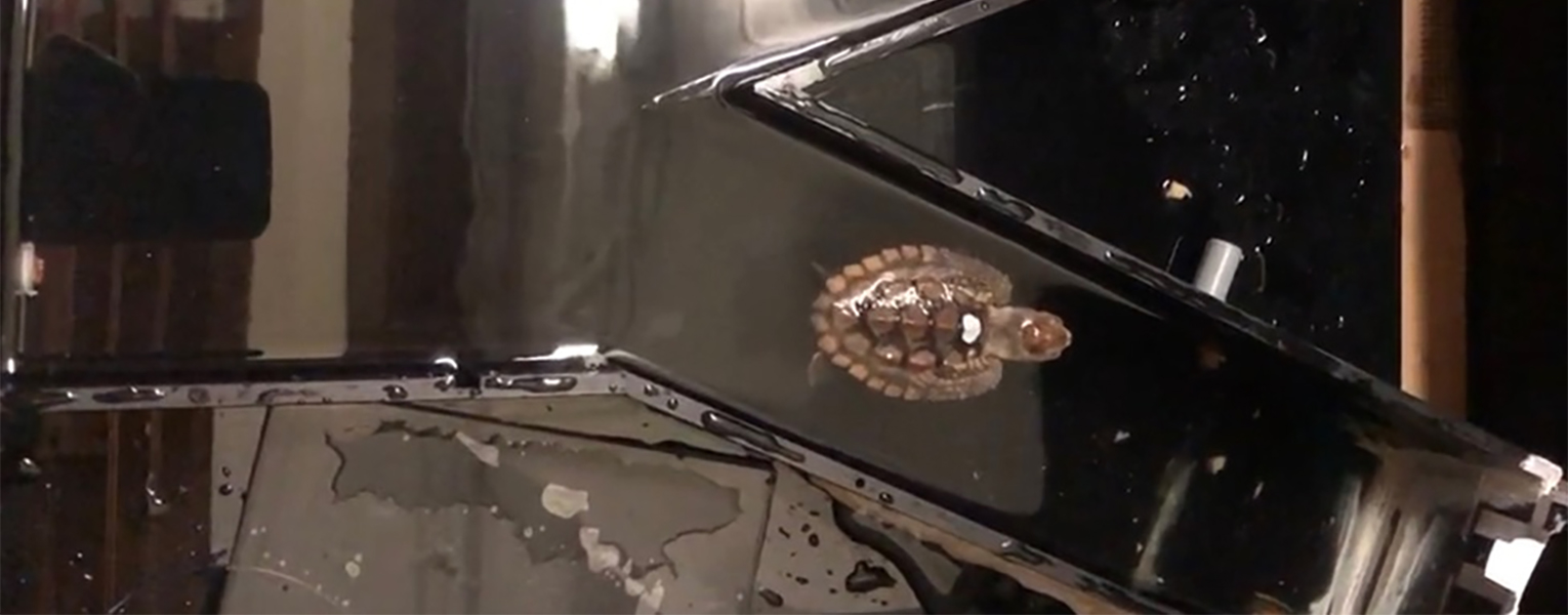 Do Turtle Nesting Temperatures Impact IQ?