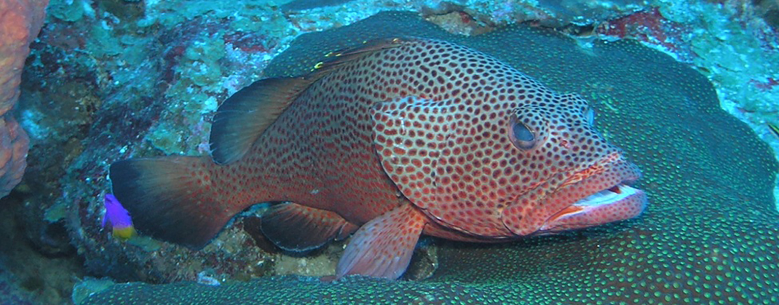 Red hind grouper 