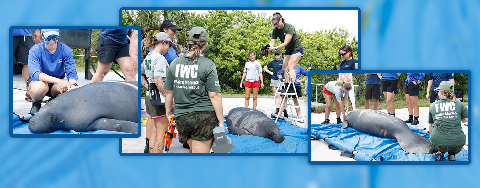 'Harbor Tee' Made it Home