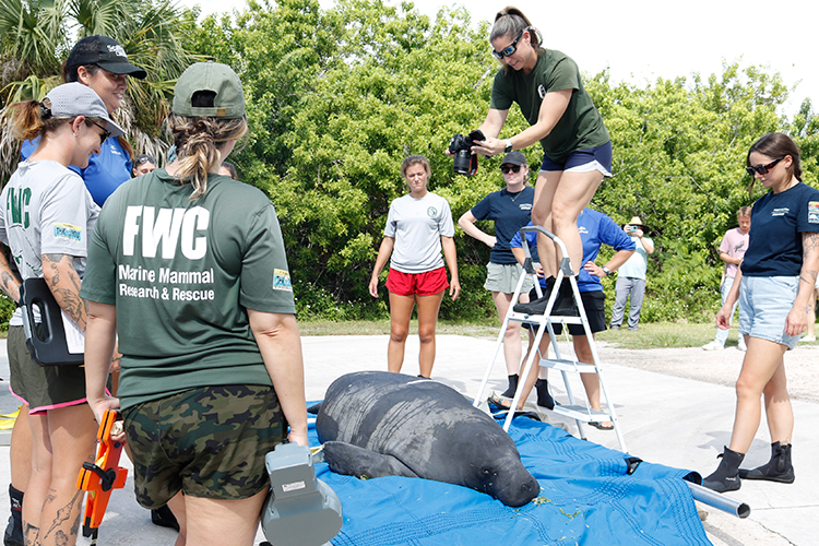group of people photographing a manatee