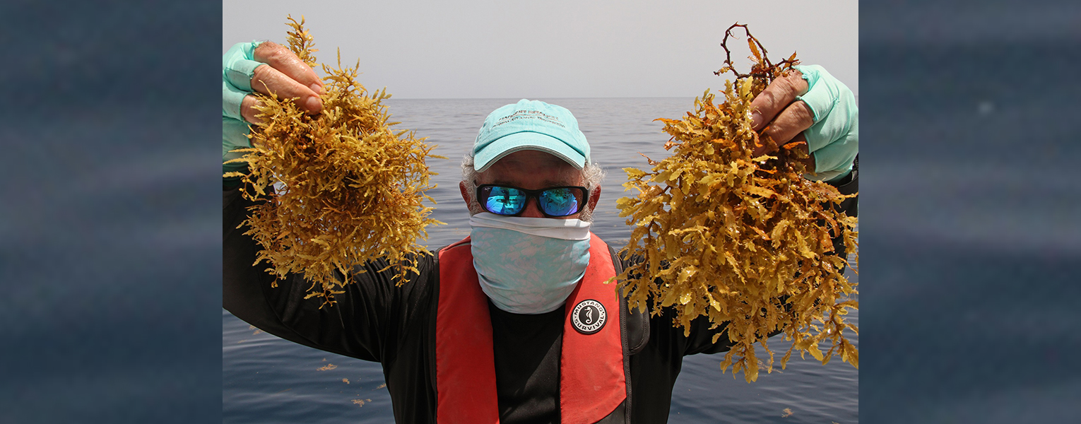 Brian LaPointe hold up seaweed in both hands