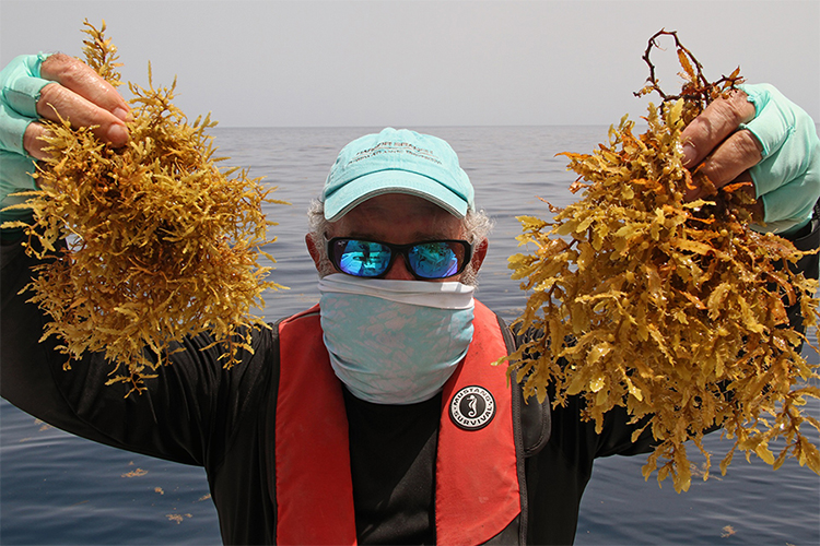 Managing Massive Seaweed Invasion 