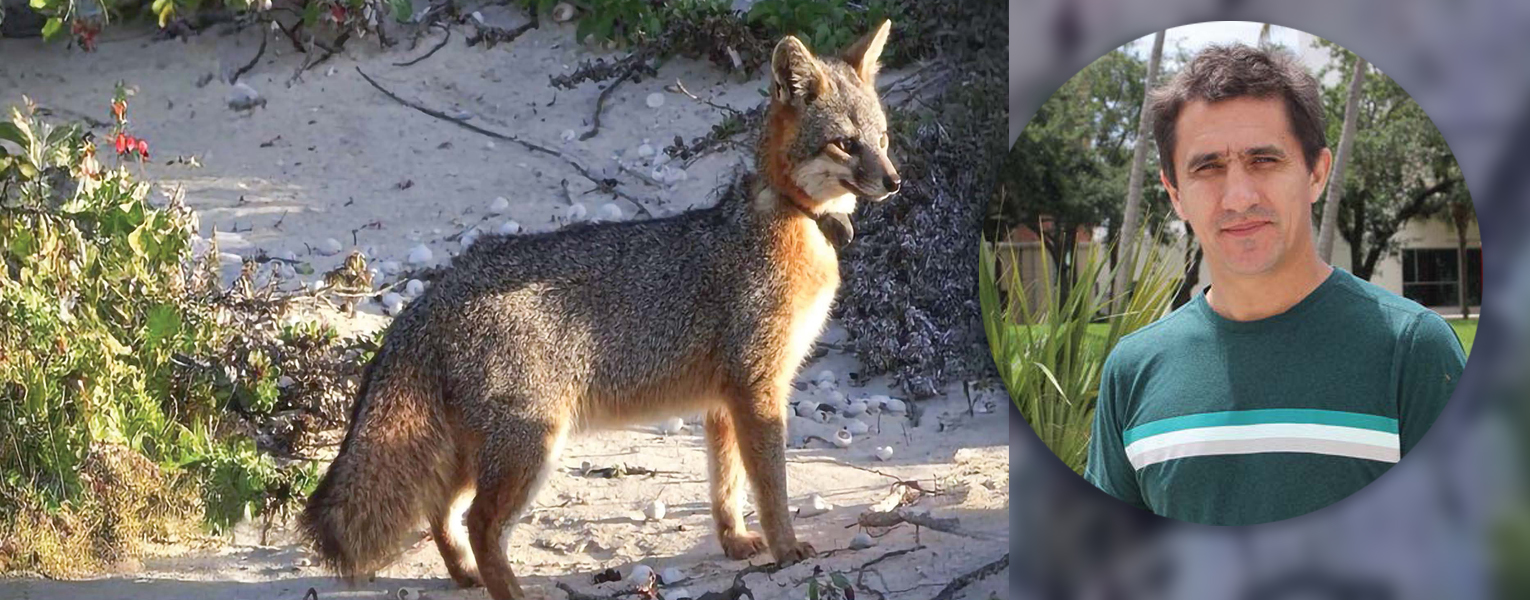 New Parasite Threatens Recovery of San Miguel Island Fox