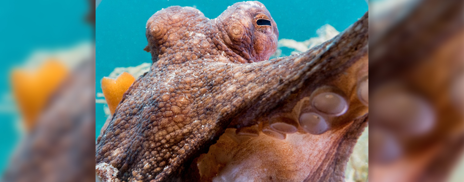 octopus, Art of Science Winner