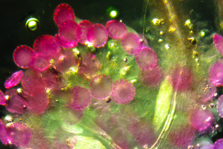 pink and green microscope view of clover