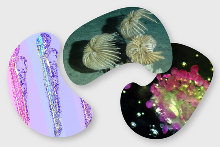 Science Never Looked This Good