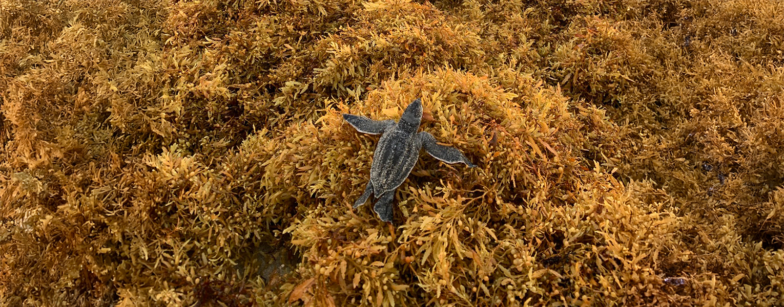 Seaweed Piles Threaten Sea Turtle Hatchlings