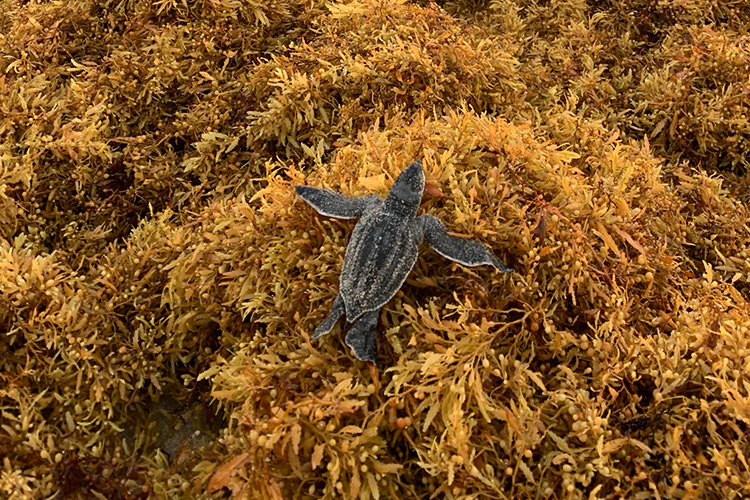 Seaweed Piles Threaten Sea Turtle Hatchlings
