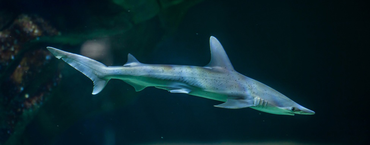 Thicker and Tougher with Age