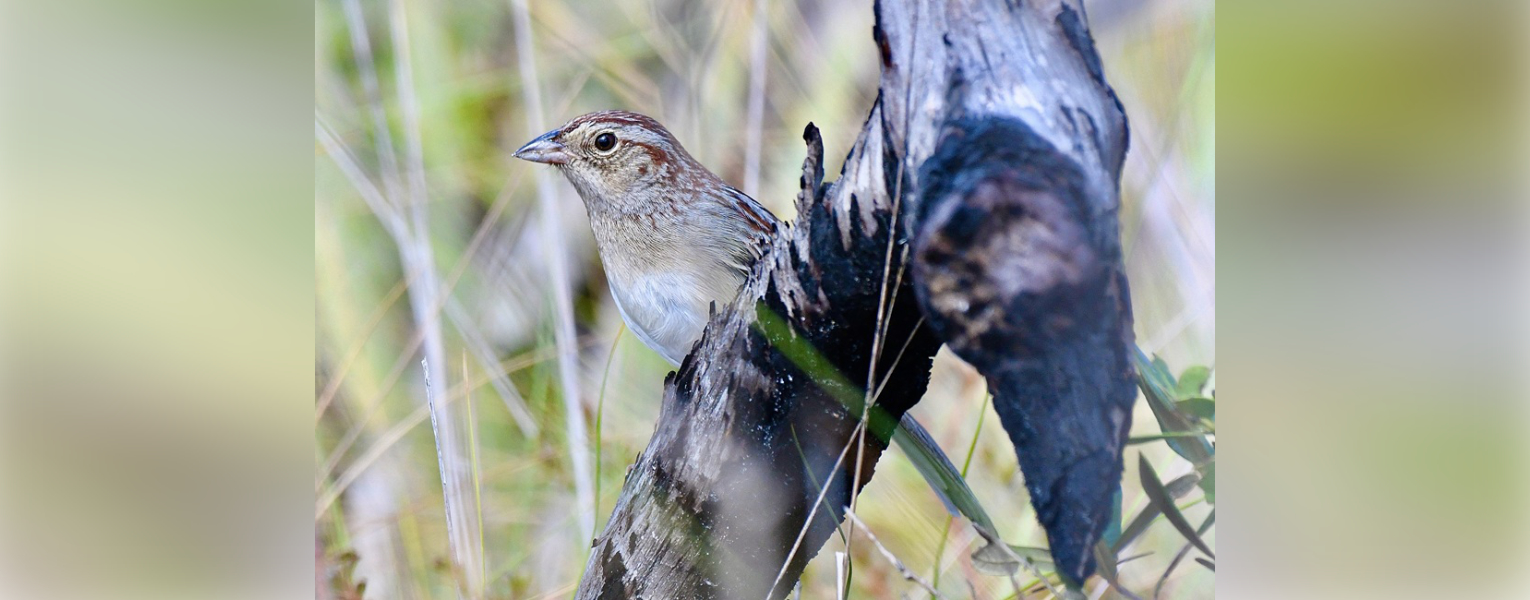 Bachman’s sparrow, in natural habitat