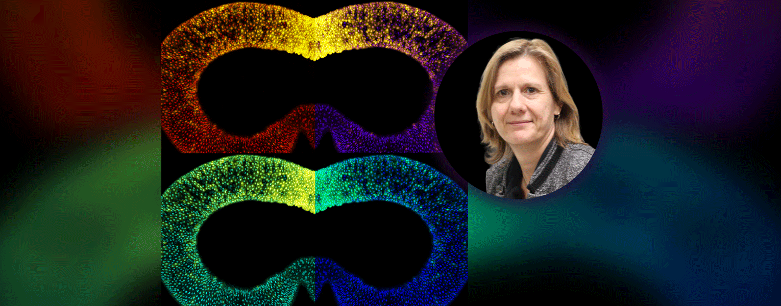 Drosophila melanogaster midgut shown in bright colors