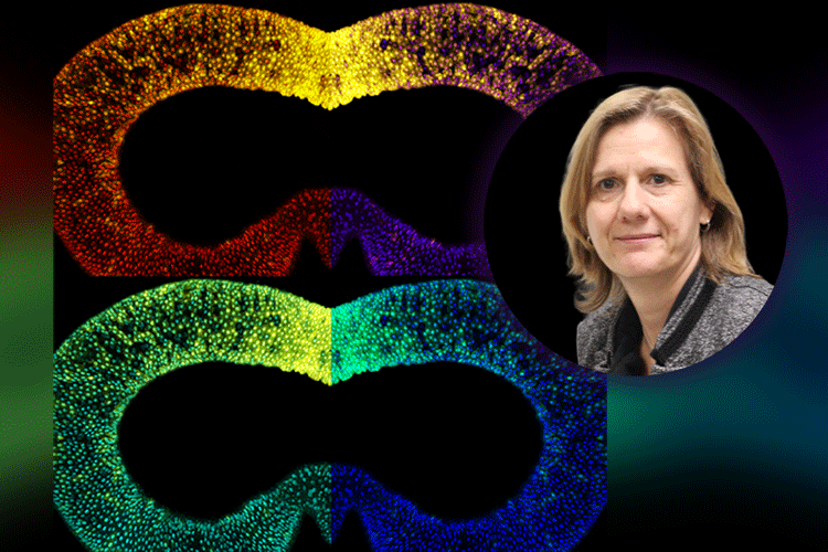 Beauty in Fruit Flies